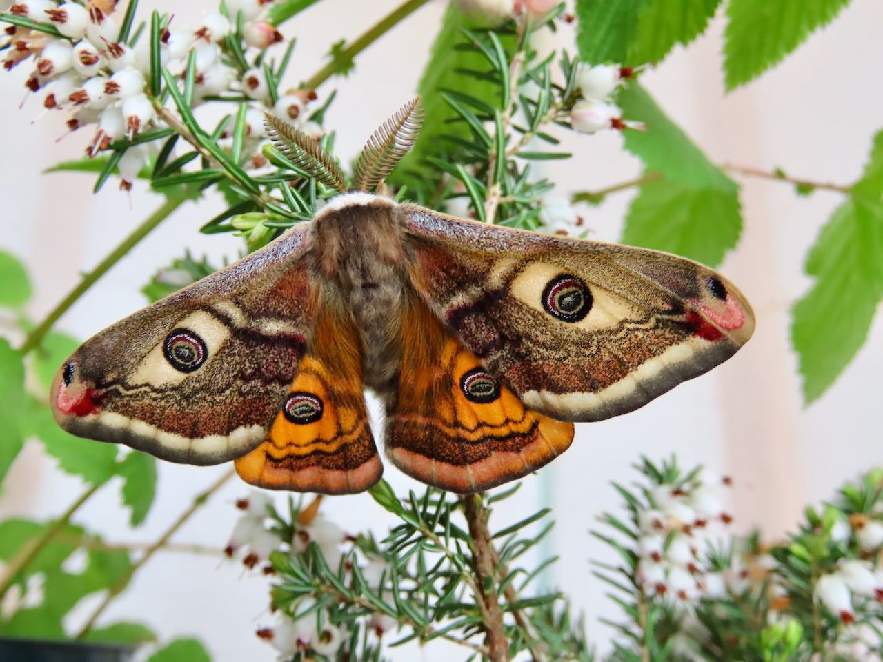 Raising Emperor moths – ArtyMissK